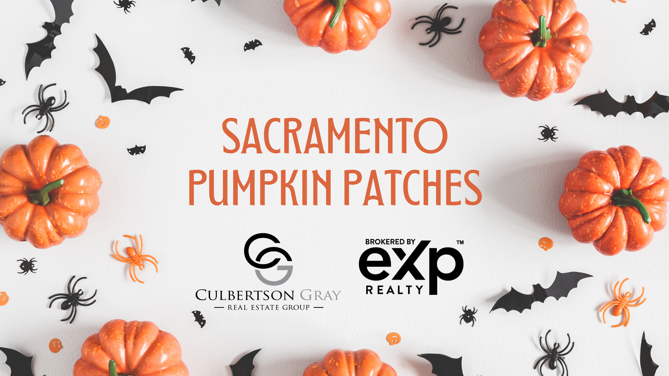 Pumpkin Patch Blog Banner